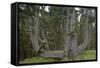 Sitka Spruce, Octopus Tree, Cape Mears, Oregon Coast, USA-null-Framed Stretched Canvas