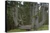 Sitka Spruce, Octopus Tree, Cape Mears, Oregon Coast, USA-null-Stretched Canvas