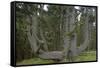 Sitka Spruce, Octopus Tree, Cape Mears, Oregon Coast, USA-null-Framed Stretched Canvas