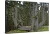 Sitka Spruce, Octopus Tree, Cape Mears, Oregon Coast, USA-null-Stretched Canvas