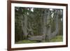 Sitka Spruce, Octopus Tree, Cape Mears, Oregon Coast, USA-null-Framed Photographic Print