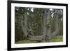 Sitka Spruce, Octopus Tree, Cape Mears, Oregon Coast, USA-null-Framed Photographic Print