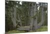 Sitka Spruce, Octopus Tree, Cape Mears, Oregon Coast, USA-null-Mounted Photographic Print