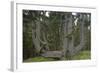 Sitka Spruce, Octopus Tree, Cape Mears, Oregon Coast, USA-null-Framed Photographic Print