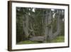 Sitka Spruce, Octopus Tree, Cape Mears, Oregon Coast, USA-null-Framed Photographic Print