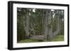 Sitka Spruce, Octopus Tree, Cape Mears, Oregon Coast, USA-null-Framed Photographic Print