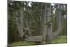 Sitka Spruce, Octopus Tree, Cape Mears, Oregon Coast, USA-null-Mounted Photographic Print