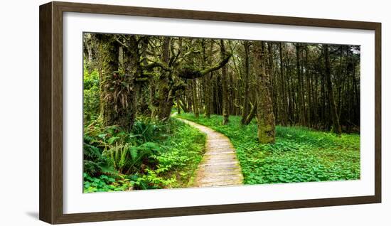 Sitka Spruce trees and boardwalk in Temperate Rainforest-null-Framed Photographic Print