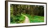 Sitka Spruce trees and boardwalk in Temperate Rainforest-null-Framed Photographic Print