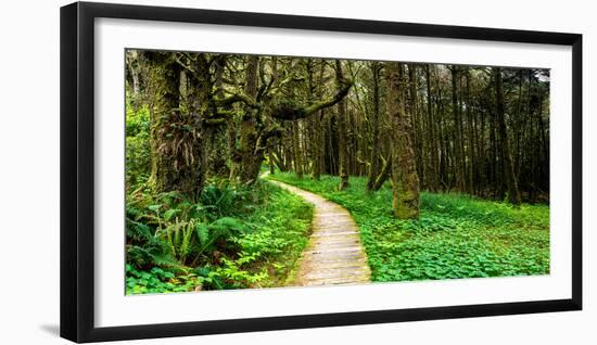 Sitka Spruce trees and boardwalk in Temperate Rainforest-null-Framed Photographic Print