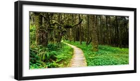 Sitka Spruce trees and boardwalk in Temperate Rainforest-null-Framed Photographic Print