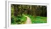 Sitka Spruce trees and boardwalk in Temperate Rainforest-null-Framed Photographic Print