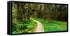 Sitka Spruce trees and boardwalk in Temperate Rainforest-null-Framed Stretched Canvas