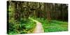 Sitka Spruce trees and boardwalk in Temperate Rainforest-null-Stretched Canvas