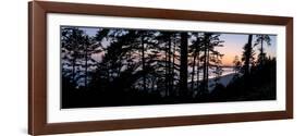 Sitka Spruce trees on Long Beach at sunset, Vancouver Island-null-Framed Photographic Print