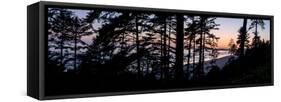Sitka Spruce trees on Long Beach at sunset, Vancouver Island-null-Framed Stretched Canvas