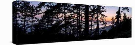 Sitka Spruce trees on Long Beach at sunset, Vancouver Island-null-Stretched Canvas