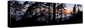 Sitka Spruce trees on Long Beach at sunset, Vancouver Island-null-Stretched Canvas