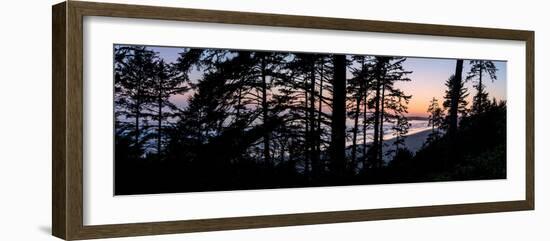 Sitka Spruce trees on Long Beach at sunset, Vancouver Island-null-Framed Photographic Print