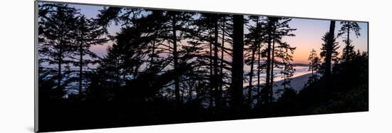 Sitka Spruce trees on Long Beach at sunset, Vancouver Island-null-Mounted Photographic Print