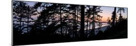 Sitka Spruce trees on Long Beach at sunset, Vancouver Island-null-Mounted Photographic Print