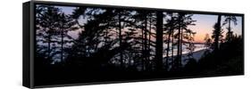 Sitka Spruce trees on Long Beach at sunset, Vancouver Island-null-Framed Stretched Canvas