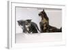 Sits Couch, Cats, Young, Curiously, Dam, Lying, Alertly, Animals, Mammals, Pets-Nikky-Framed Photographic Print
