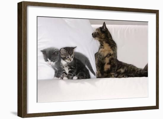 Sits Couch, Cats, Young, Curiously, Dam, Lying, Alertly, Animals, Mammals, Pets-Nikky-Framed Photographic Print