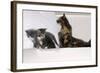 Sits Couch, Cats, Young, Curiously, Dam, Lying, Alertly, Animals, Mammals, Pets-Nikky-Framed Photographic Print