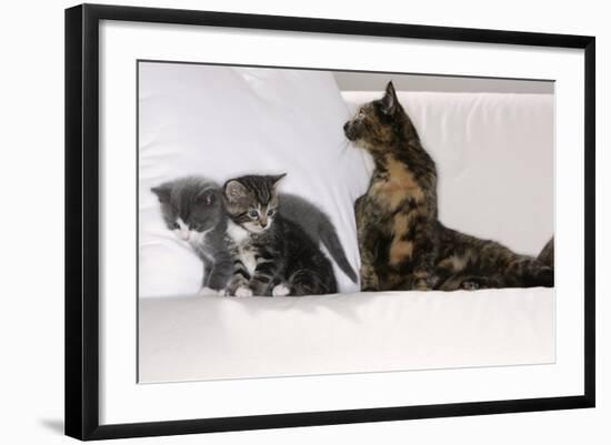 Sits Couch, Cats, Young, Curiously, Dam, Lying, Alertly, Animals, Mammals, Pets-Nikky-Framed Photographic Print