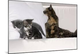 Sits Couch, Cats, Young, Curiously, Dam, Lying, Alertly, Animals, Mammals, Pets-Nikky-Mounted Photographic Print