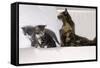 Sits Couch, Cats, Young, Curiously, Dam, Lying, Alertly, Animals, Mammals, Pets-Nikky-Framed Stretched Canvas