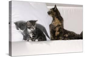 Sits Couch, Cats, Young, Curiously, Dam, Lying, Alertly, Animals, Mammals, Pets-Nikky-Stretched Canvas