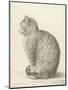 Sitting Cat, Facing Left, 1825-Jean Bernard-Mounted Art Print