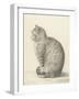 Sitting Cat, Facing Left, 1825-Jean Bernard-Framed Art Print