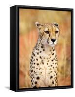 Sitting Cheetah at Africa Project, Namibia-Joe Restuccia III-Framed Stretched Canvas