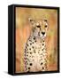 Sitting Cheetah at Africa Project, Namibia-Joe Restuccia III-Framed Stretched Canvas