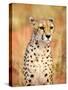 Sitting Cheetah at Africa Project, Namibia-Joe Restuccia III-Stretched Canvas