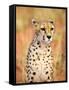 Sitting Cheetah at Africa Project, Namibia-Joe Restuccia III-Framed Stretched Canvas