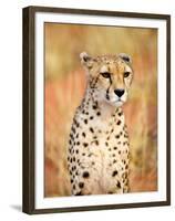 Sitting Cheetah at Africa Project, Namibia-Joe Restuccia III-Framed Premium Photographic Print