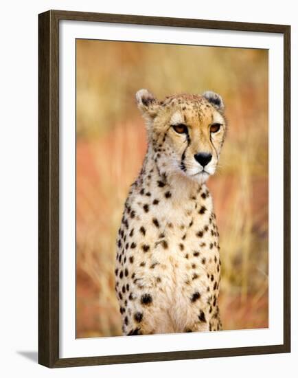 Sitting Cheetah at Africa Project, Namibia-Joe Restuccia III-Framed Premium Photographic Print