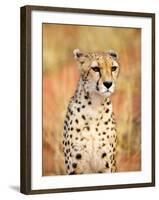 Sitting Cheetah at Africa Project, Namibia-Joe Restuccia III-Framed Premium Photographic Print