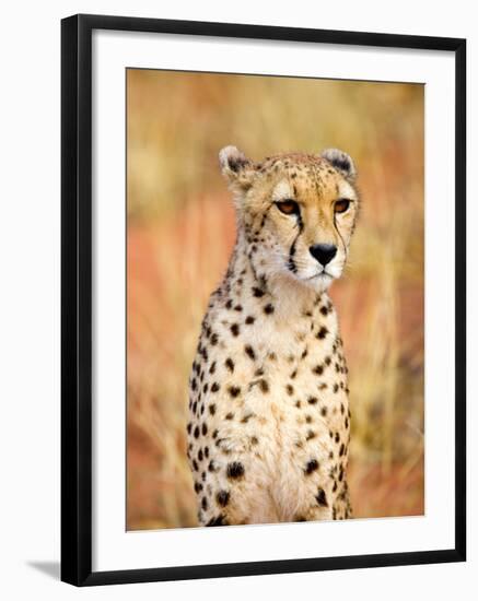 Sitting Cheetah at Africa Project, Namibia-Joe Restuccia III-Framed Premium Photographic Print