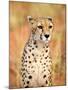 Sitting Cheetah at Africa Project, Namibia-Joe Restuccia III-Mounted Premium Photographic Print