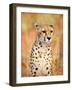 Sitting Cheetah at Africa Project, Namibia-Joe Restuccia III-Framed Photographic Print