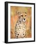 Sitting Cheetah at Africa Project, Namibia-Joe Restuccia III-Framed Photographic Print