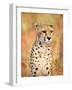 Sitting Cheetah at Africa Project, Namibia-Joe Restuccia III-Framed Photographic Print