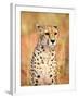 Sitting Cheetah at Africa Project, Namibia-Joe Restuccia III-Framed Photographic Print