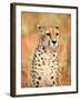 Sitting Cheetah at Africa Project, Namibia-Joe Restuccia III-Framed Photographic Print