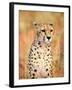 Sitting Cheetah at Africa Project, Namibia-Joe Restuccia III-Framed Photographic Print